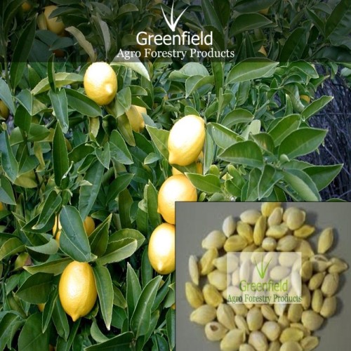 Lemon fruits seeds ( citrus )